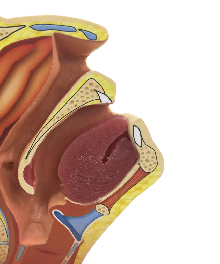 Alternative view of Modelo de treinamento de teste de swab [SKU: HC53412]