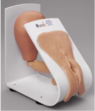 simulador de cateterismo feminino da marca Nasco