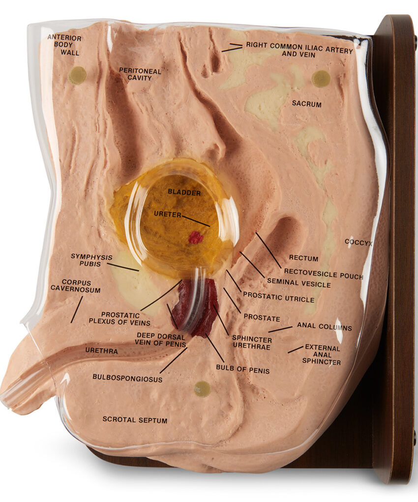 Alternative view of Life/form® Male Cath-Ed 1 Simulator