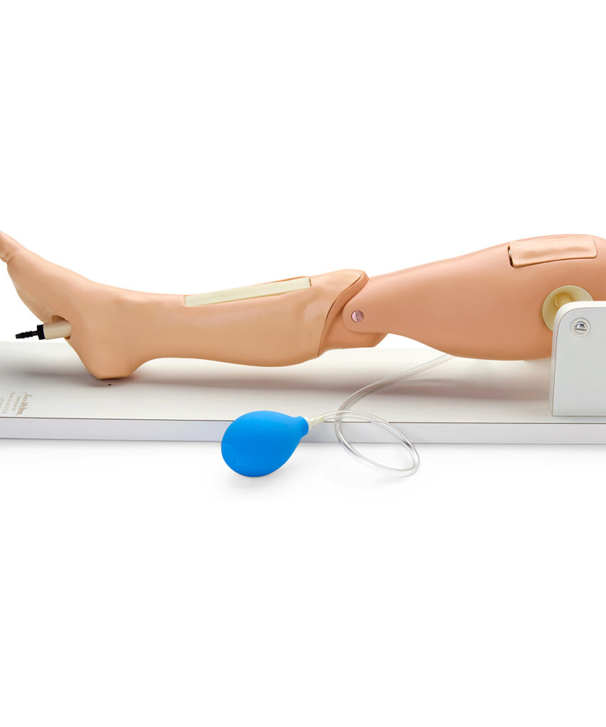 Alternative view of Life/form® Child Intraosseous Infusion/Femoral Access Leg