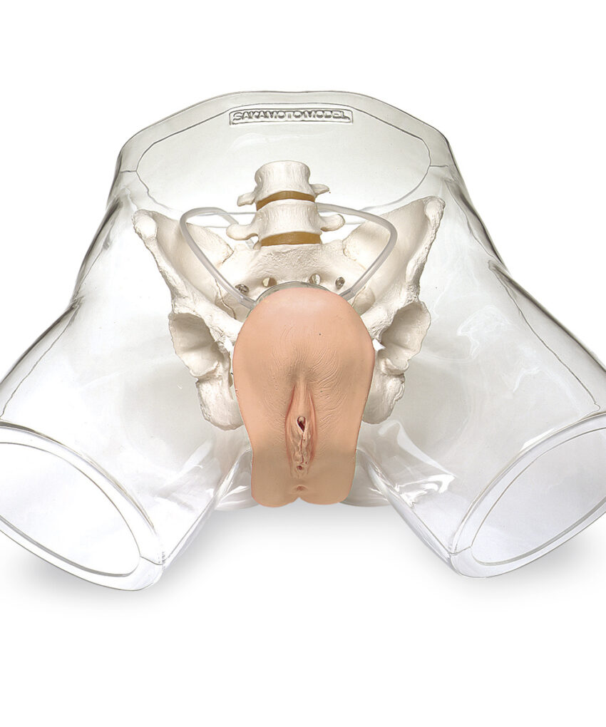 Transparent Female Catheter Model