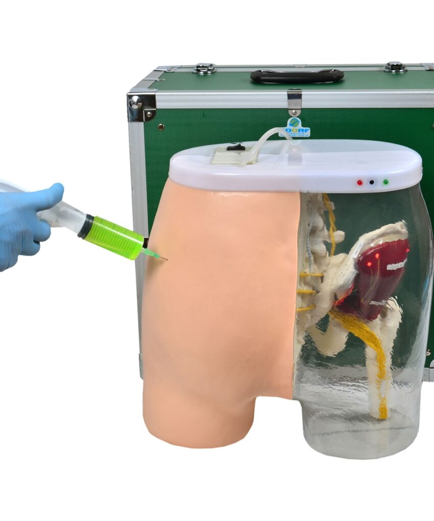 Simulador de Injeção Intramuscular no Glúteo e Visualização Óssea, Muscular e Nervosa
