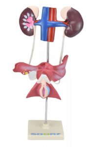 Sistema Urinário Feminino - Sdorf Scientific®