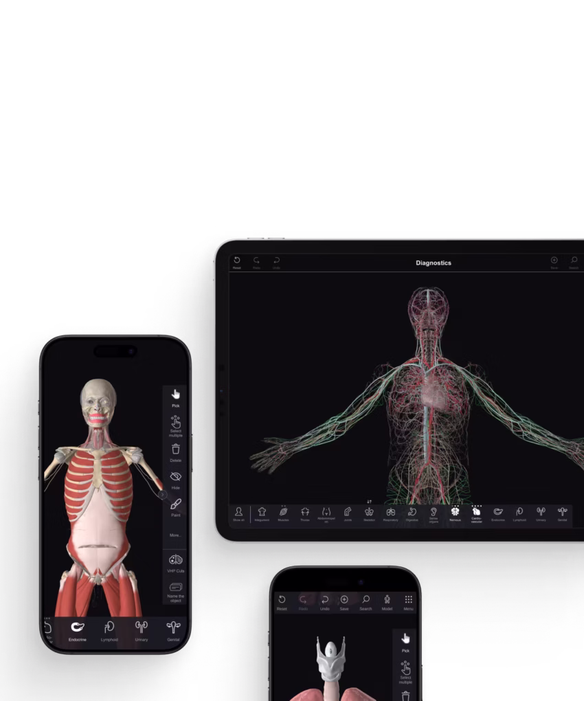 Mesa de Anatomia Interativa em 3D Medvision Anatomy - Imagem 5