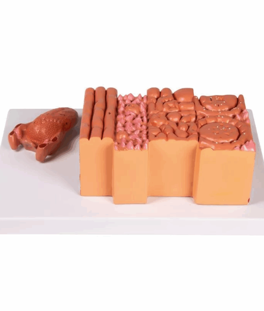 Alternative view of Modelo Anatômico de Língua com Tecido Lingual – 2 Partes