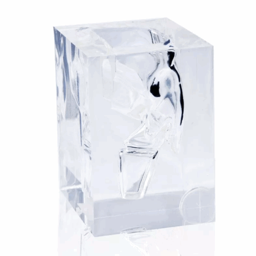 Modelo Anatômico Transparente de Laringofaringe