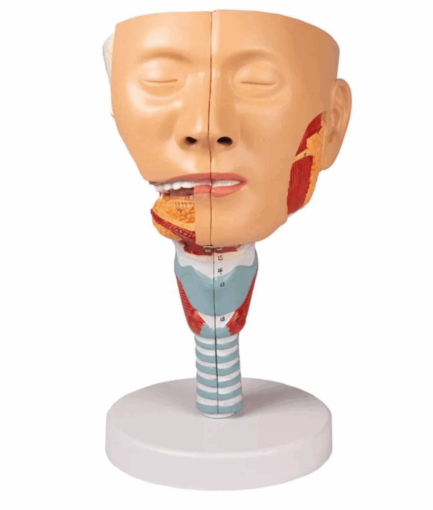 Alternative view of Cabeça com Garganta e Laringe – 2 Partes