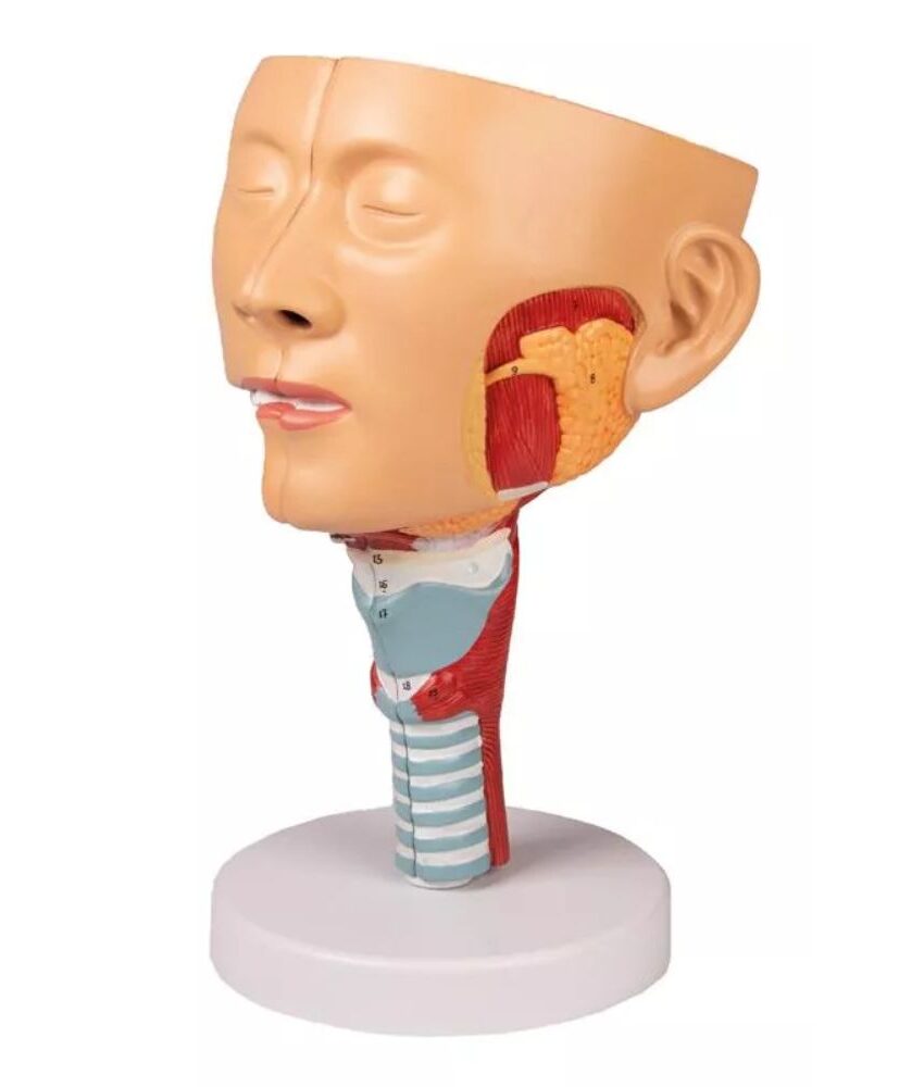 Cabeça com Garganta e Laringe – 2 Partes