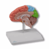 Modelo Cerebral Regional – Metade em Tamanho Real