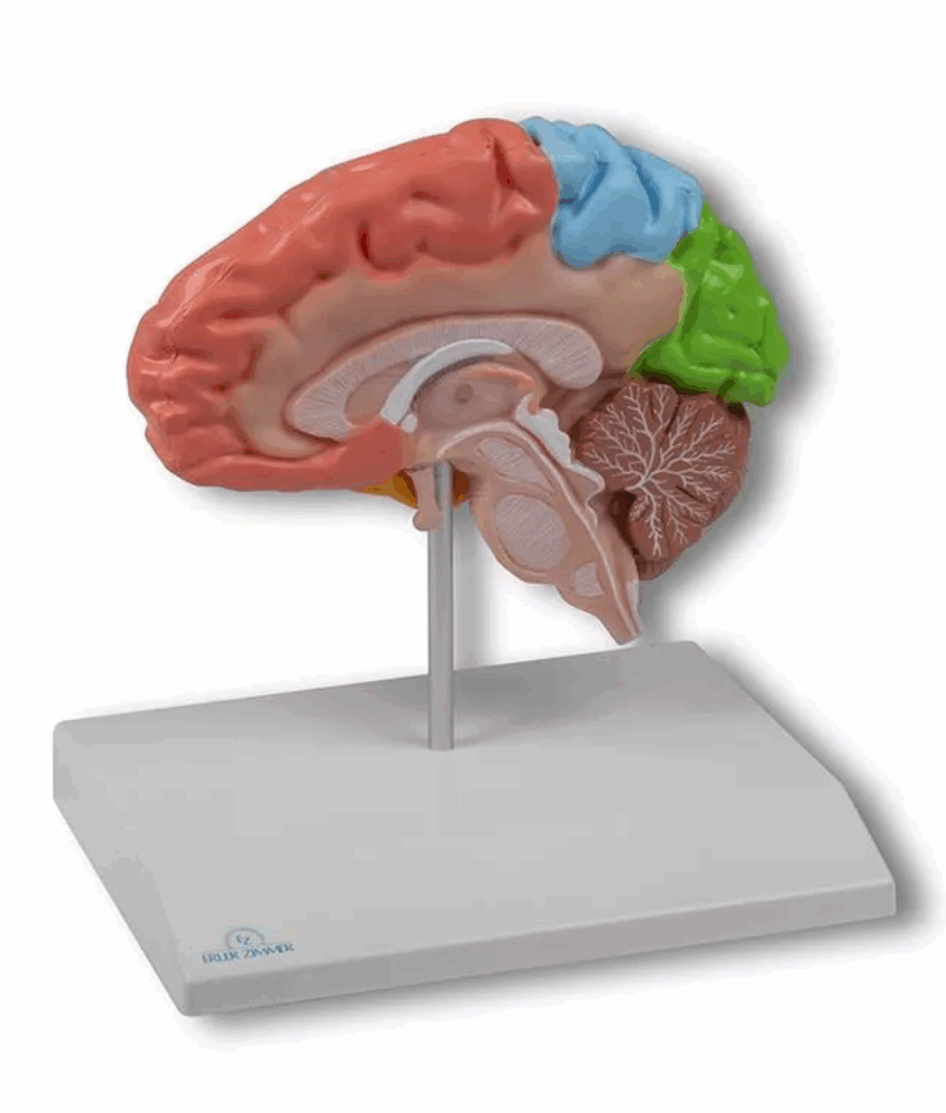Modelo Cerebral Regional – Metade em Tamanho Real