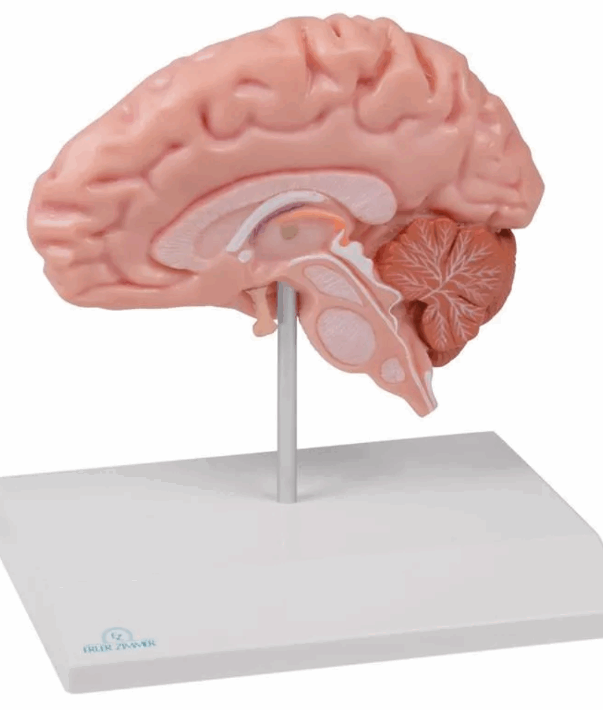 Modelo Anatômico de Meio Cérebro – Tamanho Natural