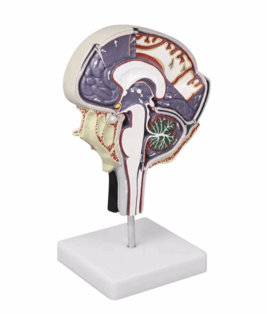 Modelo de Circulação do Líquido Cefalorraquidiano