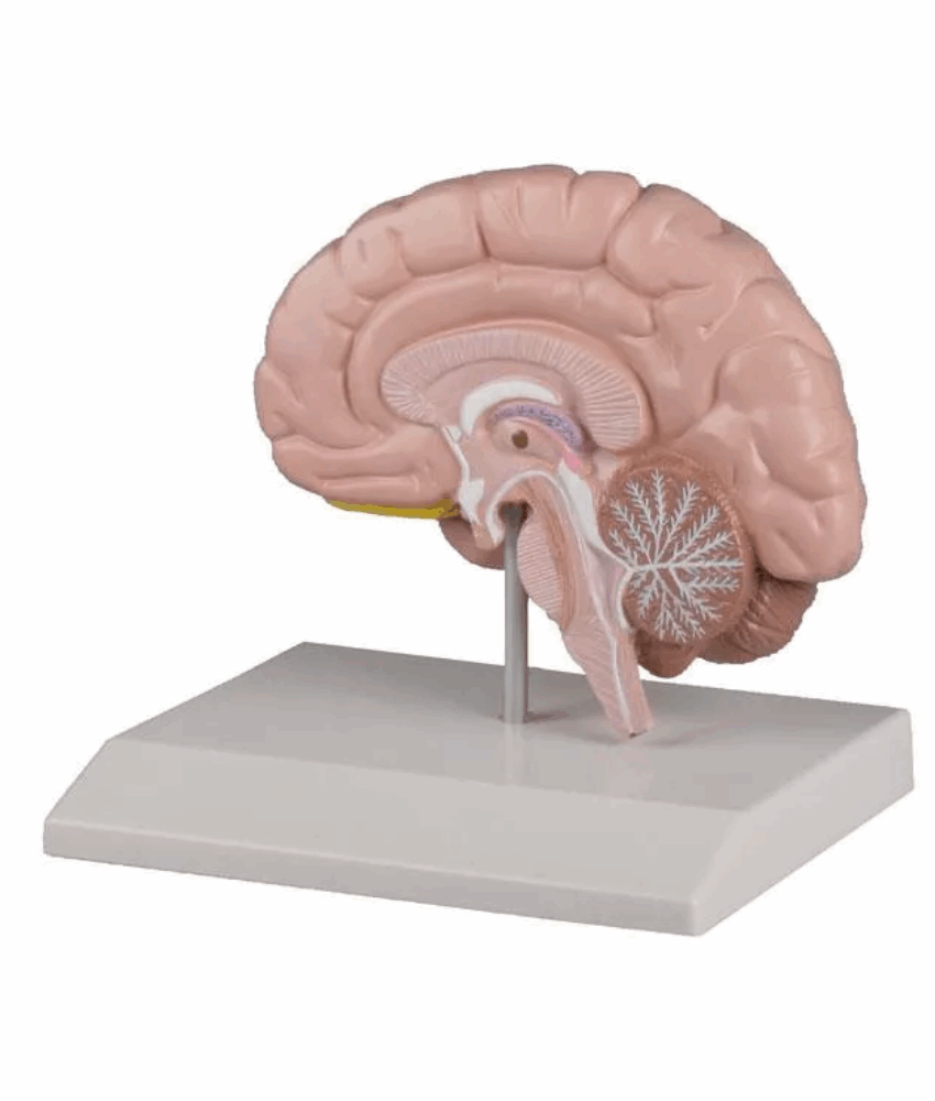 Modelo de Meia‑Esfera Cerebral – Tamanho Real
