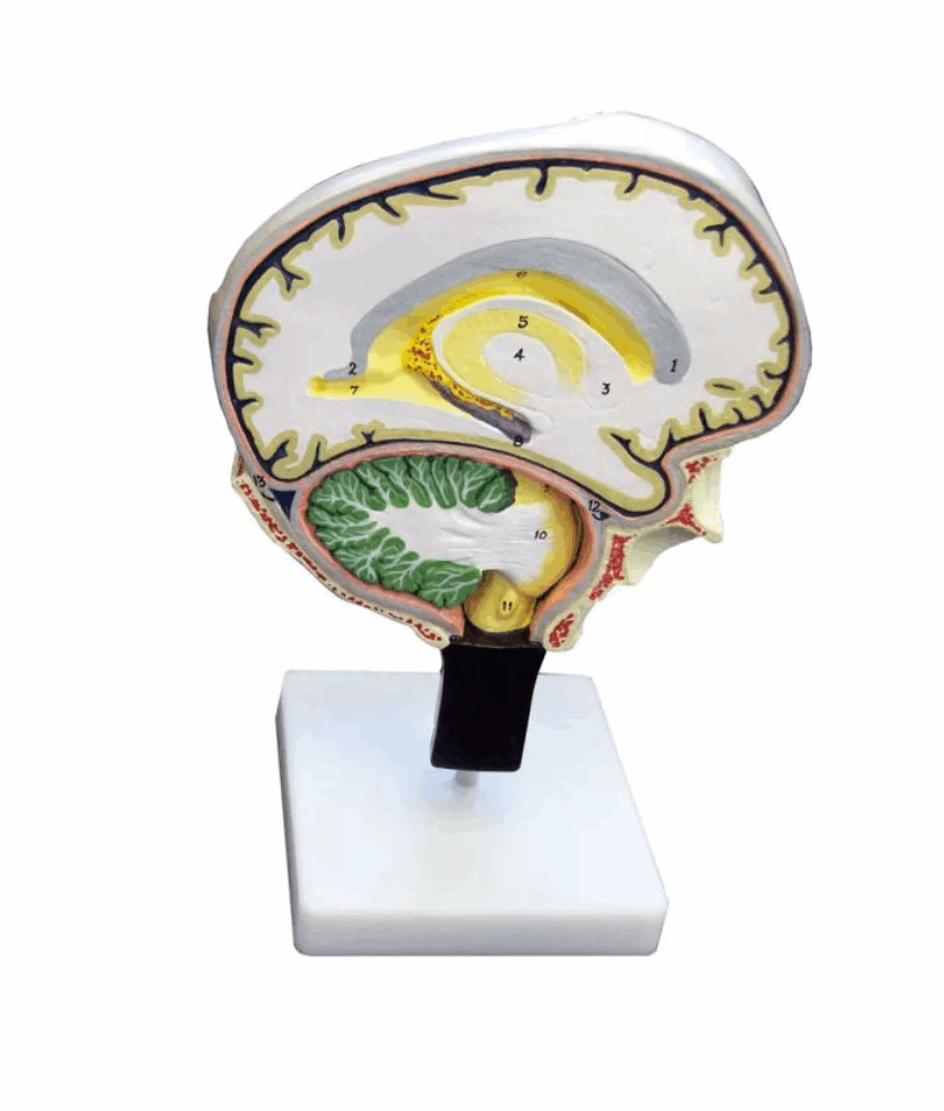 Alternative view of Modelo de Secção Cerebral