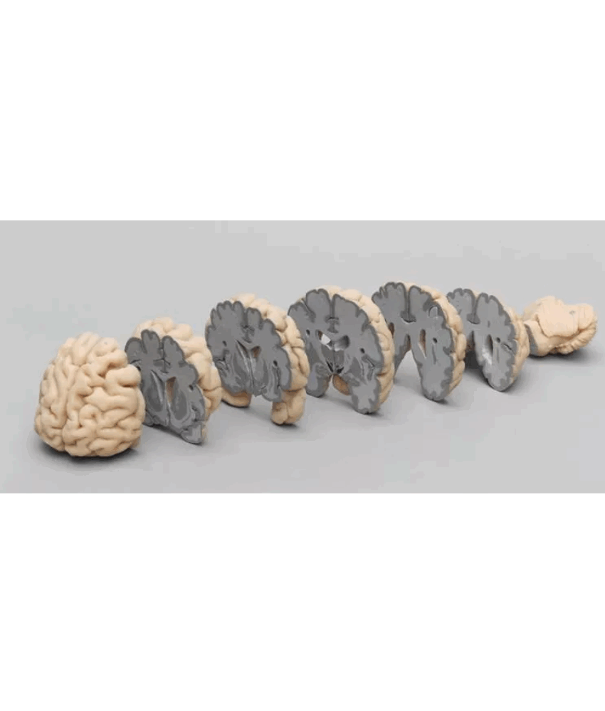 Modelo de Cabeça em 4 Partes