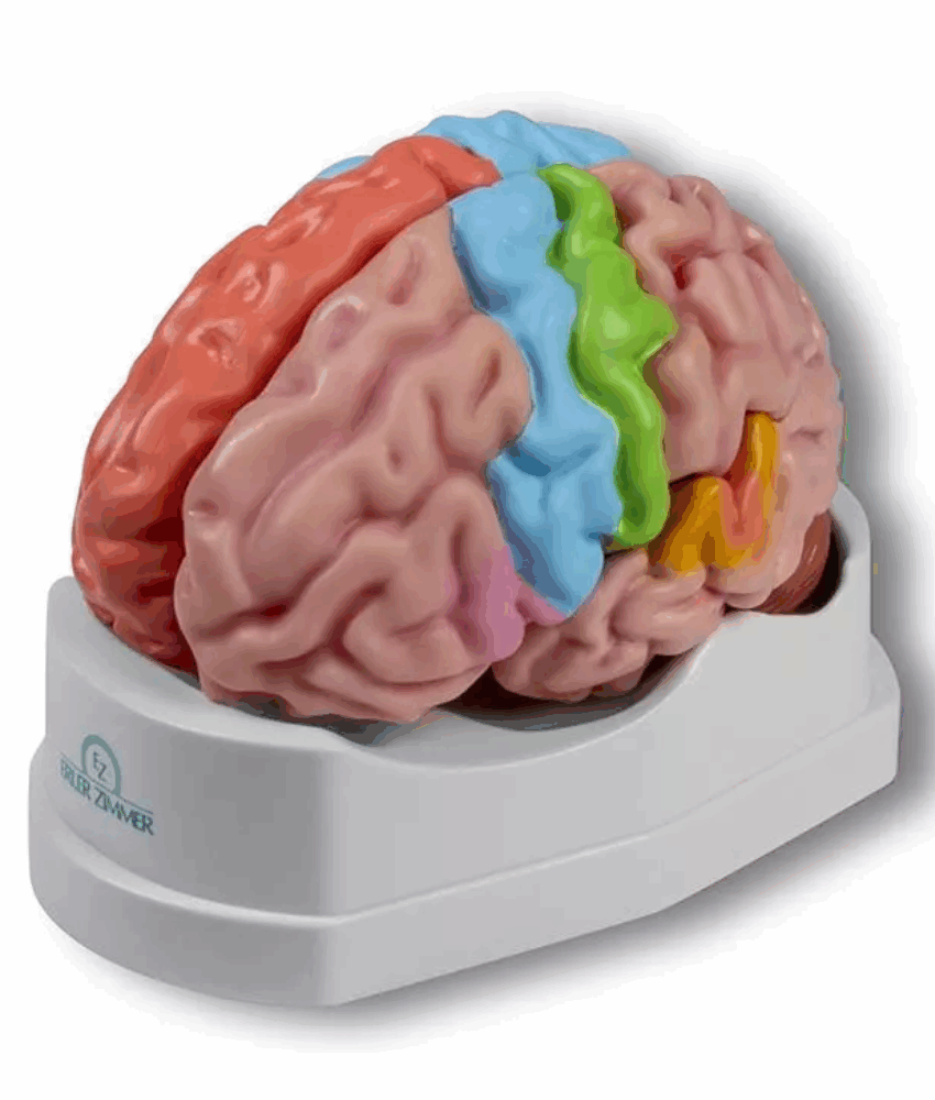 Modelo Cerebral Funcional e Regional – Tamanho Real, 5 Partes