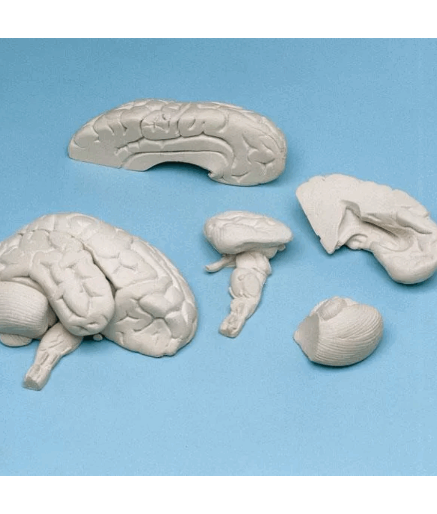 Modelo de Cérebro Macio – 8 Partes