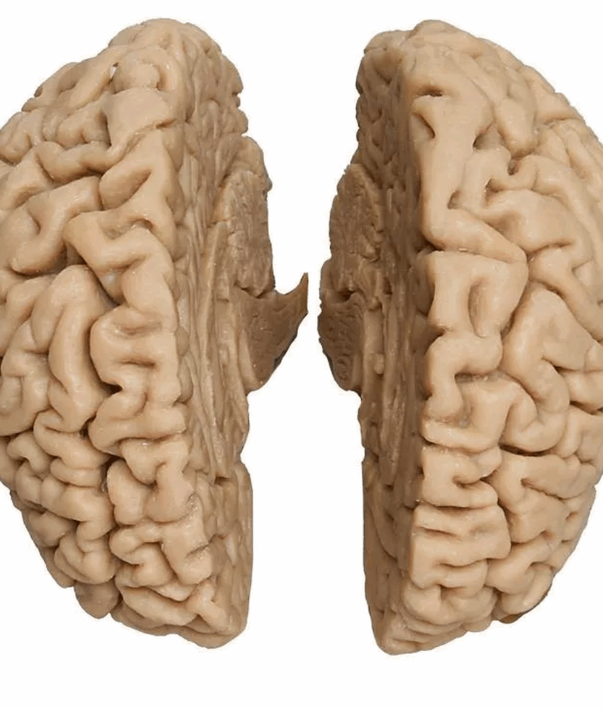 Cérebro Humano Real – Moldagem Autêntica