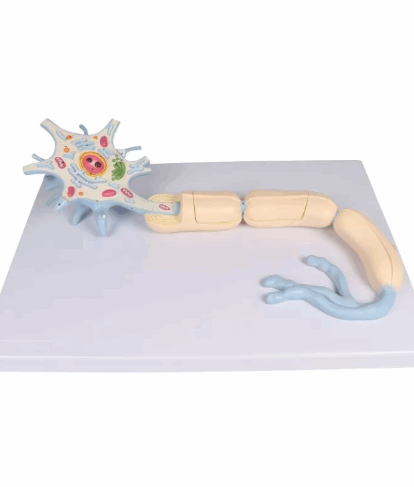 Modelo de Neurônio – Aumento 2 500× – 2 Partes