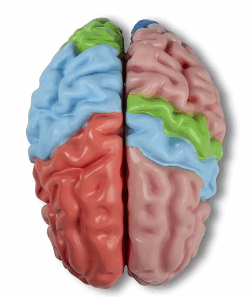 Alternative view of Modelo Cerebral Funcional e Regional – Tamanho Real, 5 Partes