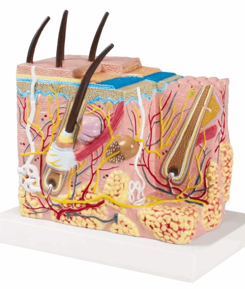 Modelo de Bloco de Pele – Anatomia Aumentada