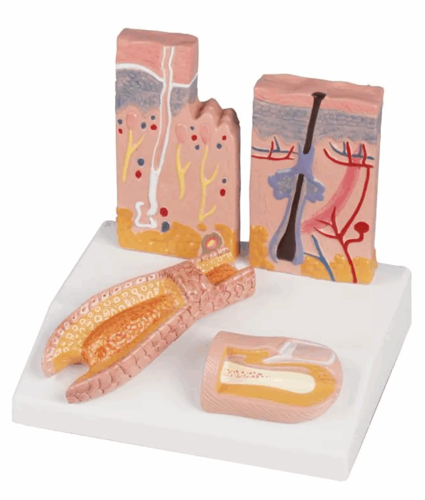 Alternative view of Modelo Desktop de Pele, Cabelo e Unha