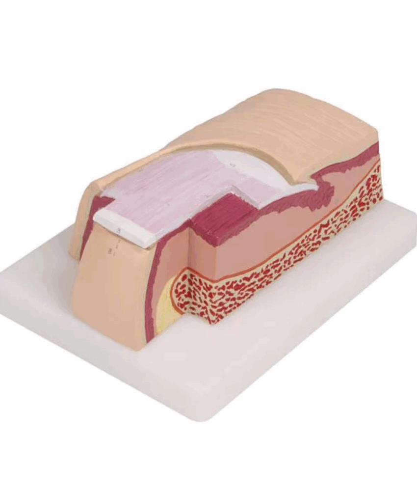 Modelo de Unha – 5× Tamanho Real