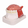 Modelo de Língua e Dentes – 4 Partes