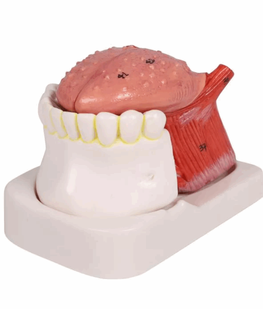 Modelo de Língua e Dentes – 4 Partes