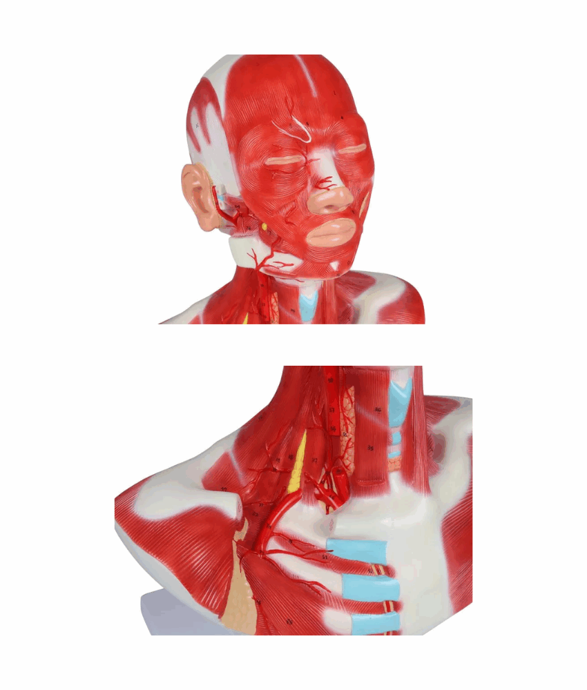 Alternative view of Modelo de Músculos da Cabeça, Pescoço e Tórax – 1 Parte