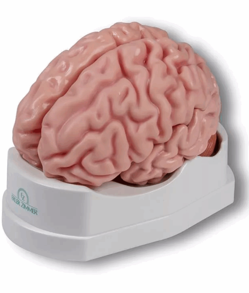 Modelo Anatômico de Cérebro – Tamanho Real, 5 Partes