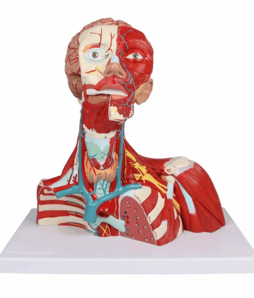 Modelo de Músculos da Cabeça, Pescoço e Tórax – 2 Partes