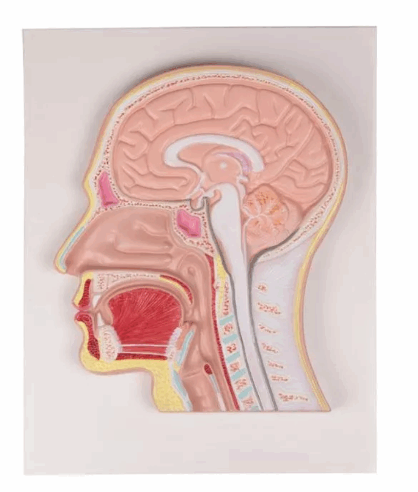 Secção Mediana da Cabeça – Relevo em Painel