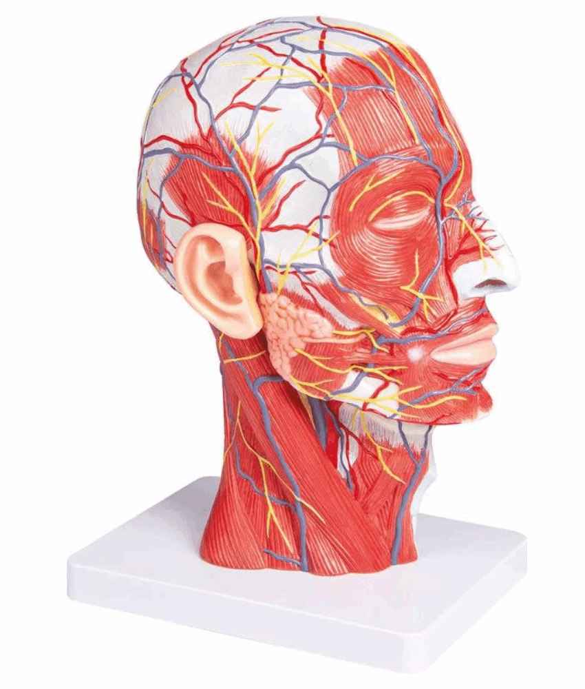 Modelo de Meia Cabeça – Tamanho Real