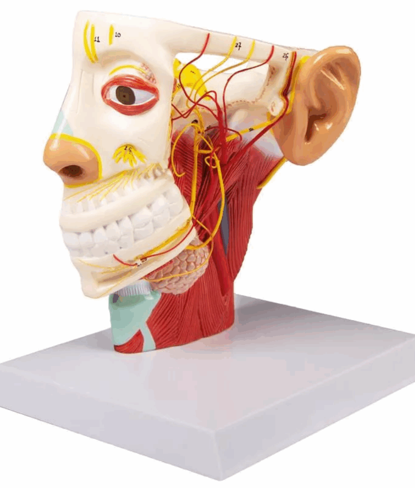 Modelo Nervos da Cabeça