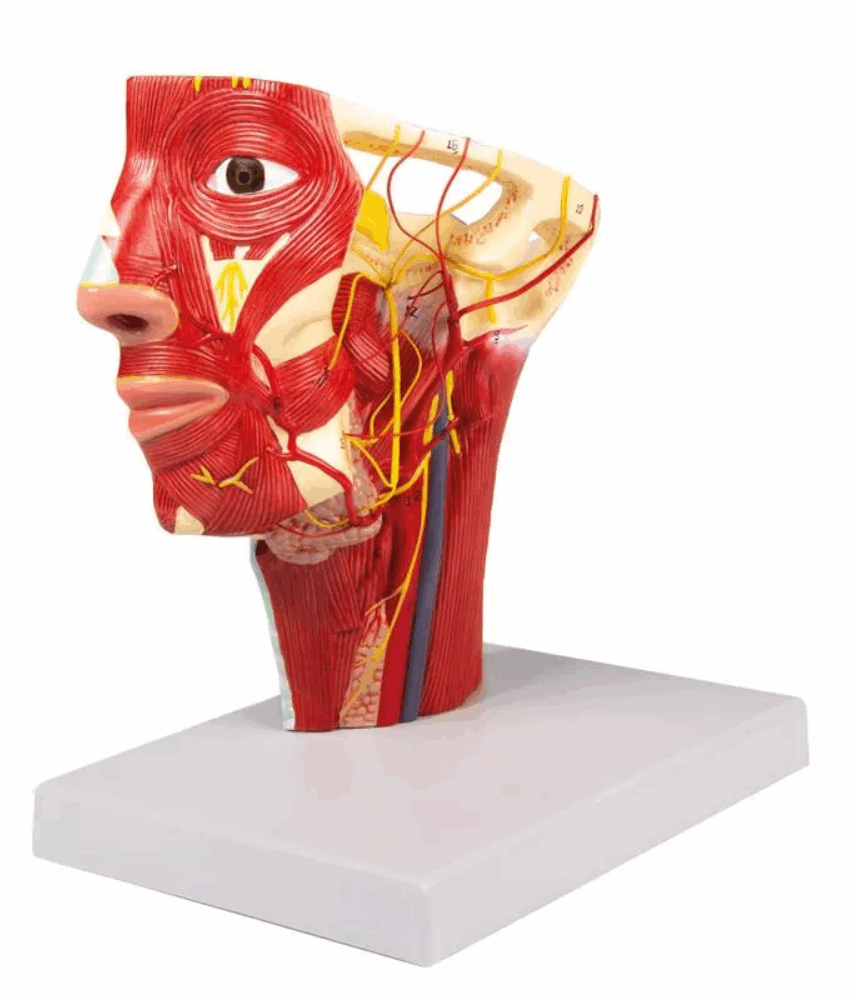 Modelo Arterial da Cabeça