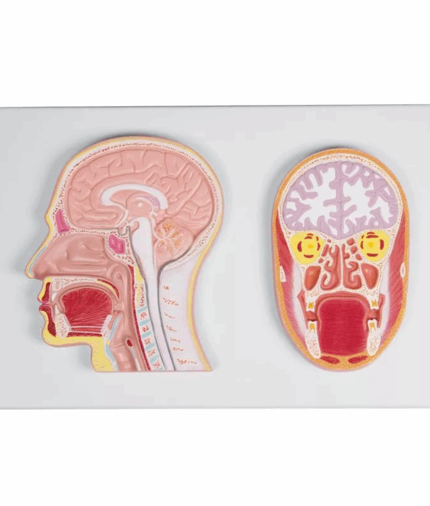 Seção Frontal e Mediana da Cabeça