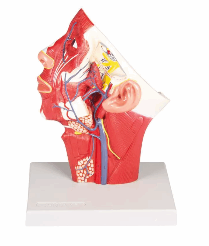 Modelo das Veias da Cabeça