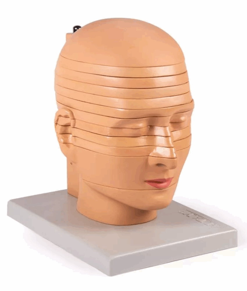 Modelo Cabeça em Formato de Disco