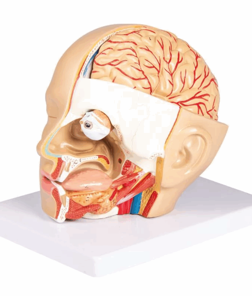 Modelo de Cabeça – 4 Partes