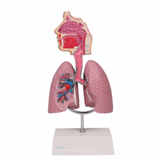 Modelo Anatômico do Sistema Respiratório Humano com Realidade Aumentada - Imagem 2