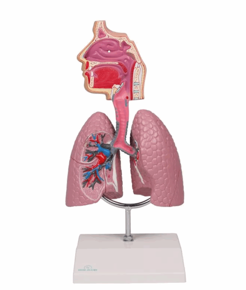 Alternative view of Modelo Anatômico do Sistema Respiratório Humano com Realidade Aumentada