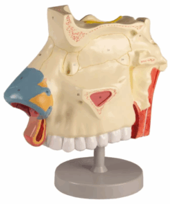 Modelo Anatômico da Cavidade Nasal – 3 Partes