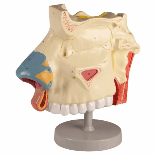 Modelo Anatômico da Cavidade Nasal – 3 Partes