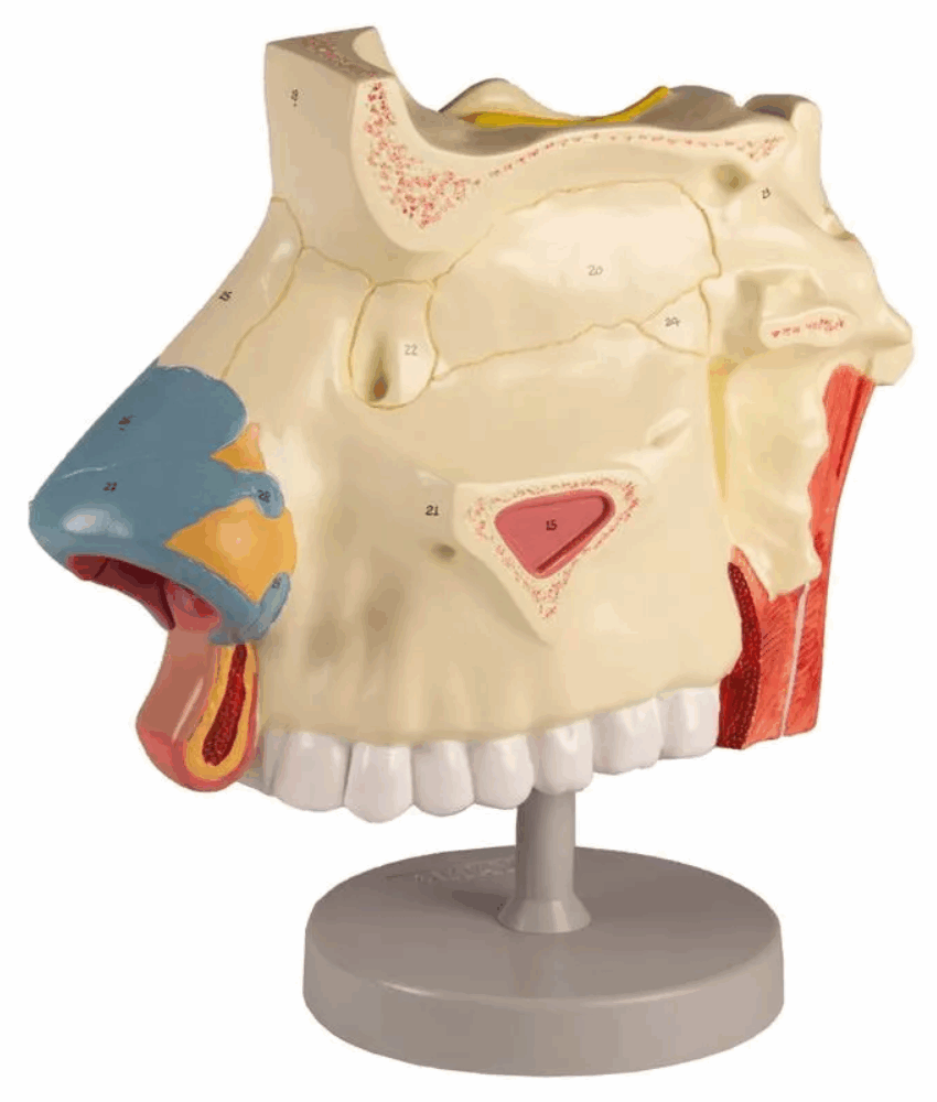 Modelo Anatômico da Cavidade Nasal – 3 Partes