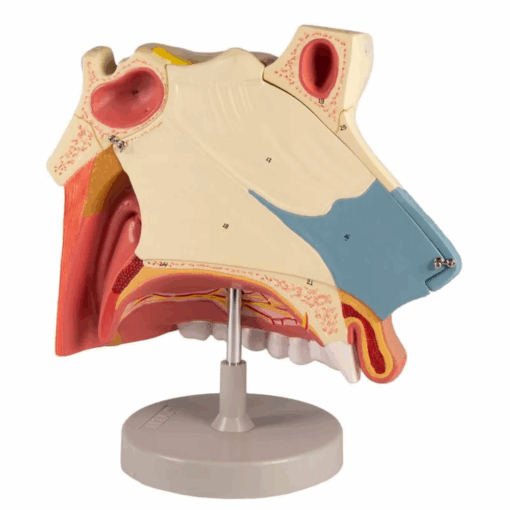 Modelo Anatômico da Cavidade Nasal – 3 Partes - Imagem 2