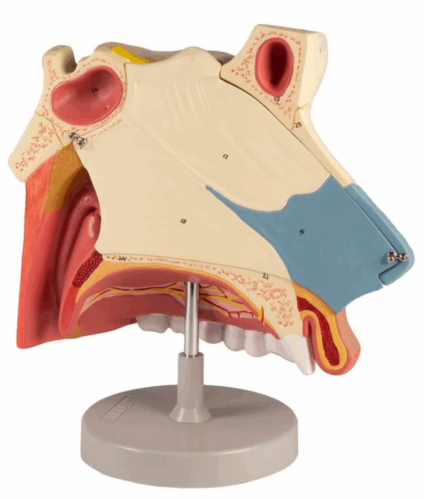 Alternative view of Modelo Anatômico da Cavidade Nasal – 3 Partes