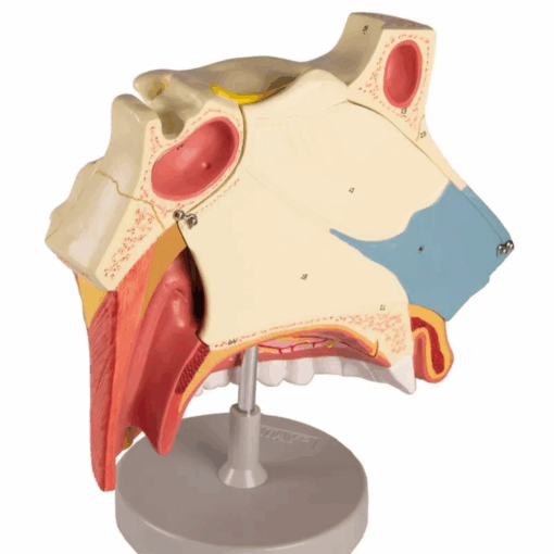 Modelo Anatômico da Cavidade Nasal – 3 Partes - Imagem 3