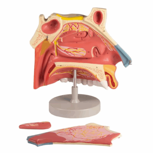 Modelo Anatômico da Cavidade Nasal – 3 Partes - Imagem 4