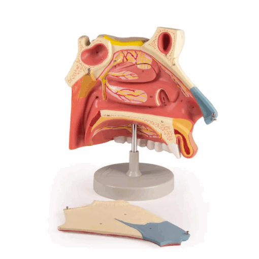 Modelo Anatômico da Cavidade Nasal – 3 Partes - Imagem 5
